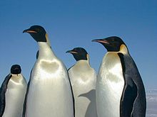 220px-Emperor_penguins